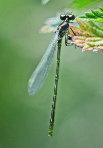 Réf. 327 377 : Erythromma viridulum